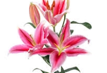 Ý NGHĨA HOA BÁCH HỢP (Lily) Ý NGHĨA HOA BÁCH HỢP (Lily)