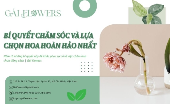 Bí quyết chăm sóc hoa và lựa chọn hoa hoàn hảo nhất | Gái Flowers