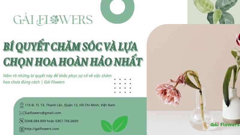 bi-quyet-cham-soc-va-lua-chon-hoa-hoan-hao-nhat